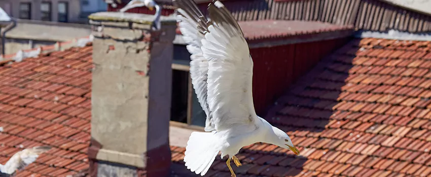 Residential Chimney Animal Removal Solution in Spanish Springs, NV